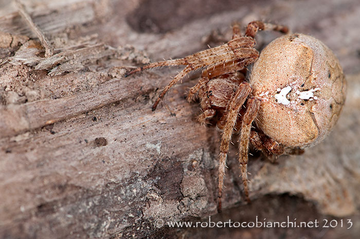 Araneus angulatus (prima e dopo la muta?) - Bologna
